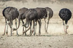 Ostriches: Ostriches (Struthio camelus), Kgalagadi Transfrontier