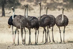 Ostriches: Ostriches (Struthio camelus), Kgalagadi Transfrontier