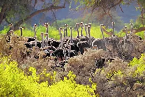 Hoanib: Ostriches (Struthio camelus) between yellow flowers