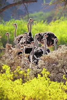 Hoanib: Ostriches (Struthio camelus) between yellow flowers