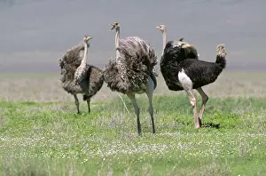 Clem Haagner: OSTRICHES - x three