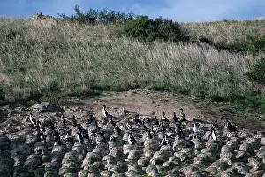 Colin Marshall: Otago Shags nesting