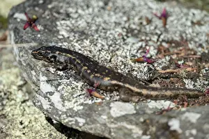 Colin Marshall: Otago Skink