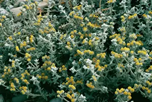 Allen Paterson: Otanthus (Diotis)