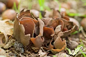 Funghi: Otidea Bufonia