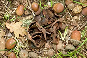 Funghi: Otidea Bufonia