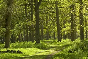 Ottenby: Ottenby Lund Forest