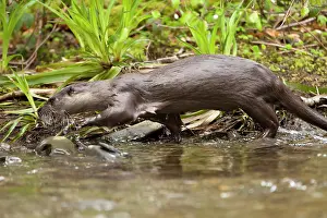Jake Stephen: Otter adult male walking along river
