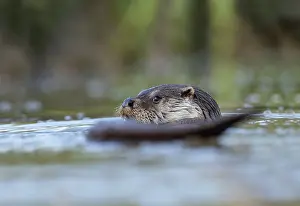 160118: Otter - Devon - UK
