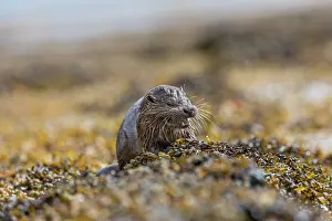 Teeth: Otter - Eating - Mull - UK