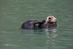 Borough: Otter, Kodiak Island, Alaska