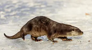 Common Otter: Otter (Lutra lutra) in the snow in the animal enclosure in