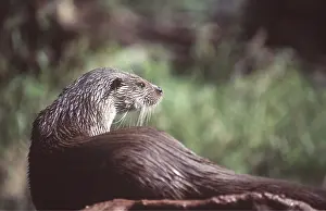 Chris Martin Bahr: OTTER - rests on rock