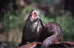Scratching: OTTER - scratching, mouth open