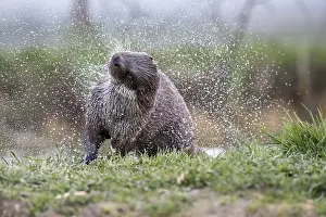 Shake: Otter - Shaking - Devon - UK