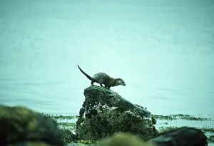 Otters: OTTER - Sprainting