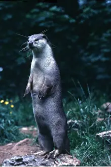 Otters: OTTER - standing