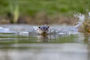 Otters: Otter - Swimming - Devon - UK