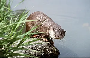 Otters: OTTER - by water