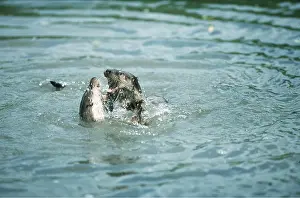 Otters: OTTERS - x two fighting in water
