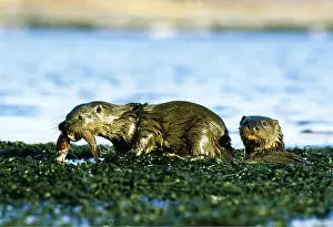 Emma Gordon: OTTERS - x two pups, 5 months old