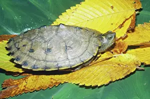 Emydidae: Ouachita Map Turtle