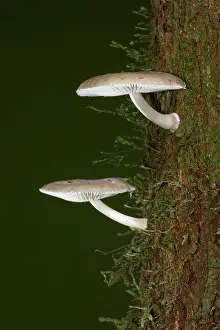 Augustin Esmoris: Oudemansiella platensis growing on a tree in