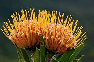 Oudtshoorn: Oudtshoorn Pincushion