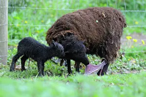 Swallowing: Ouessant sheep birth - France