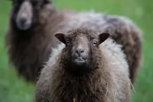 Nurse: Ouessant sheep also Breton dwarf sheep, specially