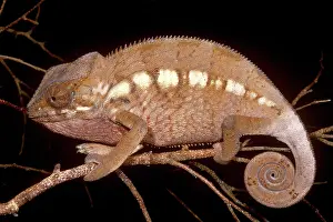 Chameleo: Oustalet's Chameleon