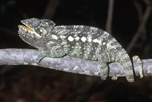 Chameleo: Oustalet's Chameleon
