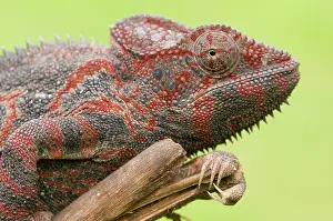 Portret: Oustalet's Chameleon