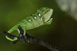 Furcifer: Oustalet's Chameleon (Chamaeleo oustaleti) in intimidation