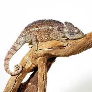 Chameleo: Oustalet's Chameleon - male