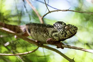 Oustaleti: Oustalet's / Malagasy Giant Chameleon