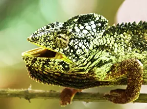 Renato Granieri: Oustalet's / Malagasy Giant Chameleon