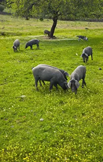 Quest: Outdoor breeding Iberian pigs Andalusia Spain