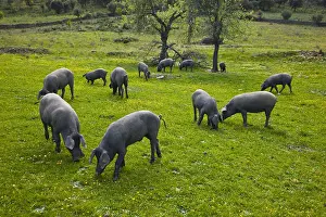 Quest: Outdoor breeding Iberian pigs Andalusia Spain