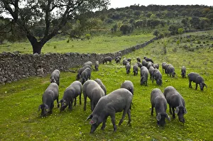 Quest: Outdoor breeding Iberian pigs Andalusia Spain