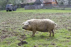 Sows: Outdoor breeding of a pig Romania
