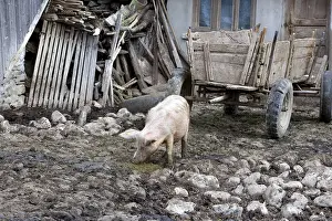 Cart: Outdoor breeding of a pig Romania