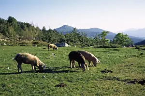 Detect: Outdoor Breeding Pigs Pass Vergio Corsica France