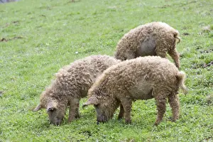 Rumania: Outdoor breeding of pigs Romania