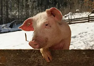 Farmings: Outdoor pig at Schwendehof farm, Lenzkirch, Schwarzwald