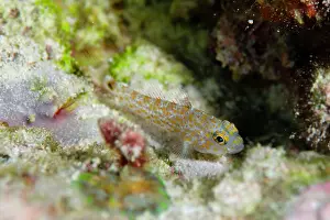 Goby: Oval-spot Goby