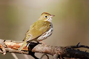 Aurocapilla: Ovenbird