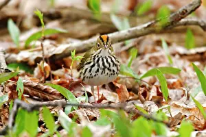 Aurocapilla: Ovenbird