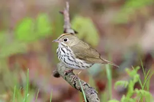Aurocapilla: Ovenbird