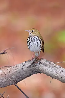 Aurocapilla: Ovenbird